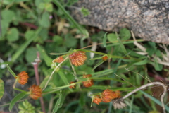 Allmania nodiflora var. dichotoma